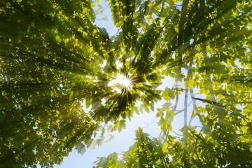 Sun shines through tree crowns- Stock Photo or Stock Video of rcfotostock | RC-Photo-Stock
