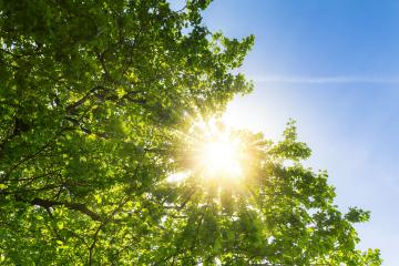 sun shining beautifully through treetops- Stock Photo or Stock Video of rcfotostock | RC Photo Stock