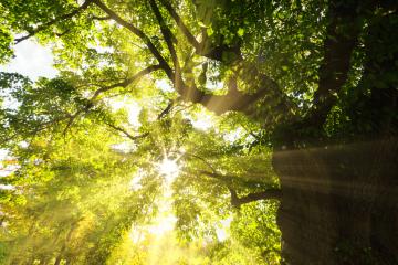Sun shining in the woods- Stock Photo or Stock Video of rcfotostock | RC Photo Stock