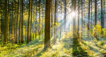 Sun shining in the woods- Stock Photo or Stock Video of rcfotostock | RC Photo Stock