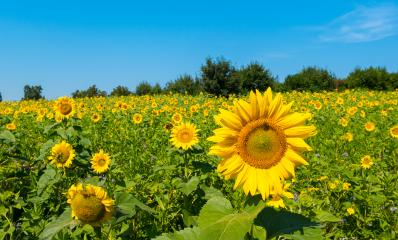 Sunflower field- Stock Photo or Stock Video of rcfotostock | RC-Photo-Stock