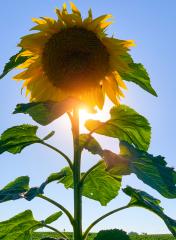sunflower on blue sky- Stock Photo or Stock Video of rcfotostock | RC-Photo-Stock