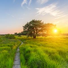 sunset at the Hautes Fagnes with a bog pine- Stock Photo or Stock Video of rcfotostock | RC-Photo-Stock