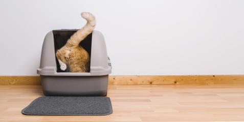Tabby cat step inside a litter box and poops or pee, banner size, copyspace for your individual text.- Stock Photo or Stock Video of rcfotostock | RC-Photo-Stock