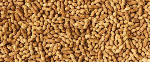 Tasty peanuts as texture, banner size- Stock Photo or Stock Video of rcfotostock | RC Photo Stock