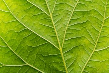 Texture of green leaf background- Stock Photo or Stock Video of rcfotostock | RC-Photo-Stock