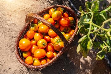 tomatoes in a baskets at the greenhouse. Harvesting tomatoes in a greenhouse. Healthy food production concept image : Stock Photo or Stock Video Download rcfotostock photos, images and assets rcfotostock | RC Photo Stock.: