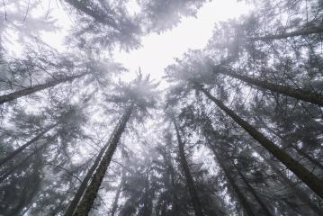 top of trees in a foggy forest - Stock Photo or Stock Video of rcfotostock | RC-Photo-Stock