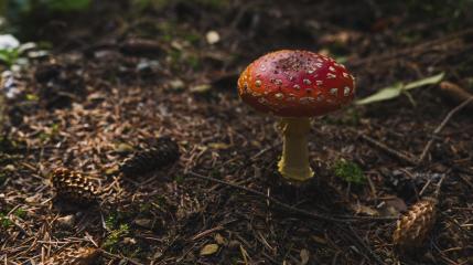 Toxic and hallucinogen mushroom Fly Agaric in grass on autumn forest background. Red poisonous Amanita Muscaria fungus macro close up in natural environment. Inspirational natural fall landscape- Stock Photo or Stock Video of rcfotostock | RC Photo Stock