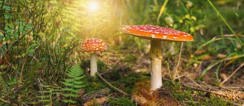 Toxic and hallucinogen mushroom Fly Agaric in grass on autumn forest background. Red poisonous Amanita Muscaria fungus macro close up in natural environment. Inspirational natural landscape- Stock Photo or Stock Video of rcfotostock | RC Photo Stock