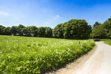 trail in a summer landscape with forest : Stock Photo or Stock Video Download rcfotostock photos, images and assets rcfotostock | RC Photo Stock.: