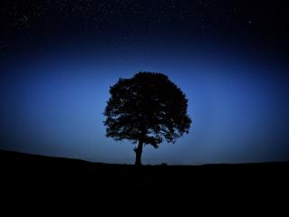 Tree at night- Stock Photo or Stock Video of rcfotostock | RC-Photo-Stock