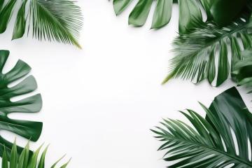 Tropical green leaves arranged on a white background- Stock Photo or Stock Video of rcfotostock | RC Photo Stock