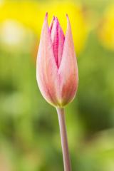 Tulip Bud : Stock Photo or Stock Video Download rcfotostock photos, images and assets rcfotostock | RC-Photo-Stock.: