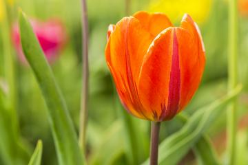 Tulip bud in orange colors- Stock Photo or Stock Video of rcfotostock | RC-Photo-Stock