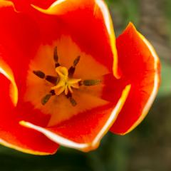 Tulip Bud macro : Stock Photo or Stock Video Download rcfotostock photos, images and assets rcfotostock | RC-Photo-Stock.: