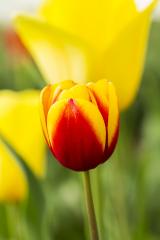 Tulip flower Bud- Stock Photo or Stock Video of rcfotostock | RC Photo Stock
