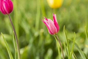 Tulip flowers in a Field : Stock Photo or Stock Video Download rcfotostock photos, images and assets rcfotostock | RC Photo Stock.: