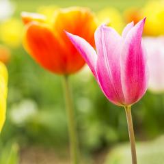 Tulips  : Stock Photo or Stock Video Download rcfotostock photos, images and assets rcfotostock | RC Photo Stock.: