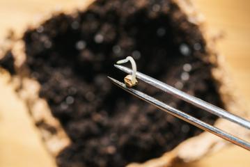 tweezers holding cannabis seed over a pot, Indoor marijuana growing concept image : Stock Photo or Stock Video Download rcfotostock photos, images and assets rcfotostock | RC-Photo-Stock.: