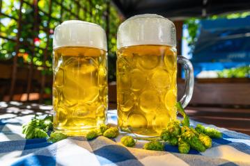 Two full cold beer mugs on a blue and white checkered tablecloth with hops in the foreground at Oktoberfest, Munich, Germany- Stock Photo or Stock Video of rcfotostock | RC Photo Stock