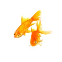 Two goldfishes swims - Stock Photo or Stock Video of rcfotostock | RC-Photo-Stock