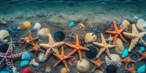 Underwater view of starfish, shells, and pebbles on sandy seabed with clear blue water- Stock Photo or Stock Video of rcfotostock | RC Photo Stock
