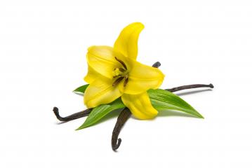 Vanilla pods and orchid flower isolated on white background- Stock Photo or Stock Video of rcfotostock | RC Photo Stock