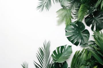 Variety of tropical leaves arranged along the edges of a white background : Stock Photo or Stock Video Download rcfotostock photos, images and assets rcfotostock | RC Photo Stock.: