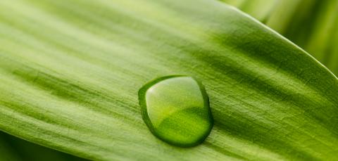 waterdrop on a leaf- Stock Photo or Stock Video of rcfotostock | RC-Photo-Stock