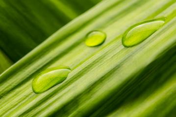 waterdrops on a green leaf- Stock Photo or Stock Video of rcfotostock | RC-Photo-Stock