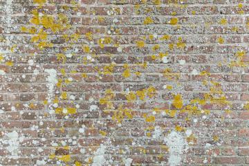 weathered brick wall with moss background- Stock Photo or Stock Video of rcfotostock | RC-Photo-Stock