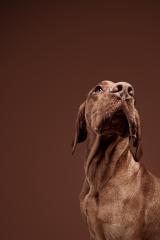 weimaraner dog- Stock Photo or Stock Video of rcfotostock | RC Photo Stock