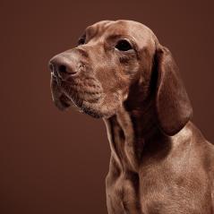 weimaraner hound in front of brown background- Stock Photo or Stock Video of rcfotostock | RC Photo Stock