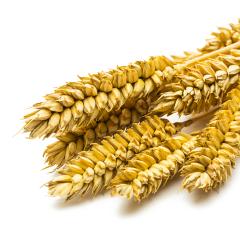 wheat : Stock Photo or Stock Video Download rcfotostock photos, images and assets rcfotostock | RC Photo Stock.: