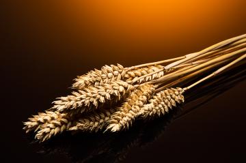 Wheat ears : Stock Photo or Stock Video Download rcfotostock photos, images and assets rcfotostock | RC Photo Stock.: