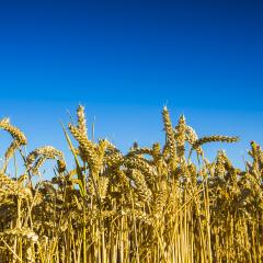 wheat harvest, wheat field on the background of blue sky in the sun.  agriculture. : Stock Photo or Stock Video Download rcfotostock photos, images and assets rcfotostock | RC Photo Stock.: