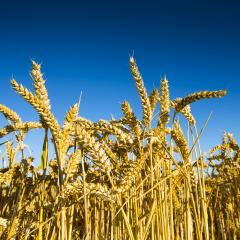 wheat harvest, wheat field on the background of blue sky in the sun.  agriculture. : Stock Photo or Stock Video Download rcfotostock photos, images and assets rcfotostock | RC-Photo-Stock.: