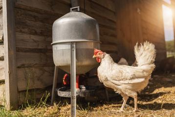 White chicken on a farm. Hens in a free range farm. Chickens walking in the farm yard with water dispenser : Stock Photo or Stock Video Download rcfotostock photos, images and assets rcfotostock | RC Photo Stock.: