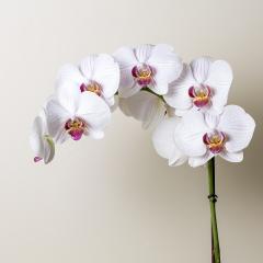 white Orchid flowers cosmetics on brown background- Stock Photo or Stock Video of rcfotostock | RC-Photo-Stock
