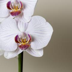 white pink Orchid flowers wellness on brown background- Stock Photo or Stock Video of rcfotostock | RC Photo Stock