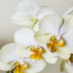 white yellow Orchid flowers cosmetics on brown background- Stock Photo or Stock Video of rcfotostock | RC Photo Stock