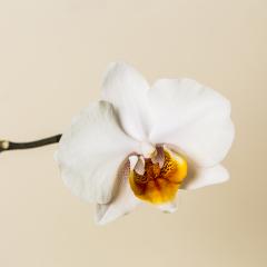 white yellow Orchid flowers on white background : Stock Photo or Stock Video Download rcfotostock photos, images and assets rcfotostock | RC-Photo-Stock.: