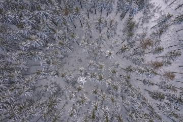 Winter forest. View from above. The photo was taken with a drone. Pine and fir forest in the snow. - Stock Photo or Stock Video of rcfotostock | RC Photo Stock