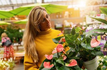 Woman choose anthuriums plants in a Garden Center for Purchase. Shopping in a greenhouse or supermarket concept image : Stock Photo or Stock Video Download rcfotostock photos, images and assets rcfotostock | RC Photo Stock.: