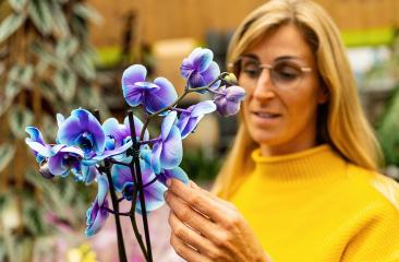 Woman examines orchid flower in garden center to buy for her home. Shopping in a greenhouse concept image : Stock Photo or Stock Video Download rcfotostock photos, images and assets rcfotostock | RC Photo Stock.: