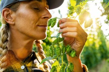 Woman farmer testing the quality of the hop harvest smelling and touching the umbels - Stock Photo or Stock Video of rcfotostock | RC Photo Stock