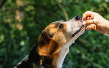 woman feeding dog - Stock Photo or Stock Video of rcfotostock | RC-Photo-Stock