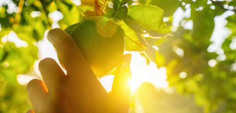 Woman hand picks a grenn apple from a tree at sunset, with sunflare- Stock Photo or Stock Video of rcfotostock | RC Photo Stock