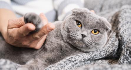 Woman holding a paw from a sleepy cat on the sofa. Domestic animal, scottish fold cat.- Stock Photo or Stock Video of rcfotostock | RC Photo Stock